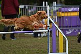 Finale canis