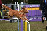 Finale canis