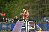 Finale canis