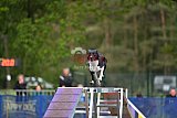 Finale canis