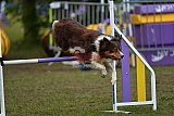 Finale canis