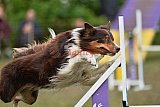 Finale canis