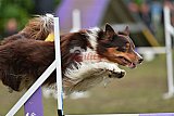 Finale canis