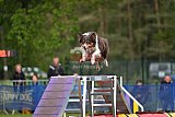 Finale canis