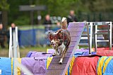 Finale canis