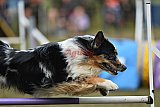 Finale canis