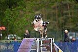 Finale canis