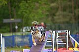 Finale canis
