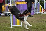 Finale canis