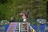 Finale canis