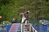 Finale canis