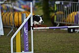 Finale canis