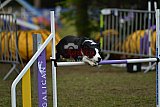 Finale canis