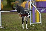 Finale canis