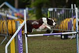 Finale canis