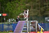 Finale canis