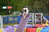 Finale canis