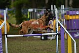 Finale canis
