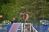 Finale canis