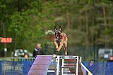 Finale canis