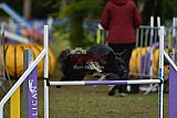 Finale canis