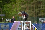 Finale canis