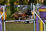 Finale canis