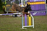 Finale canis