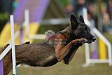 Finale canis