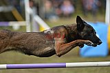 Finale canis