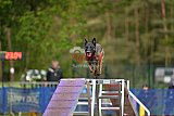 Finale canis