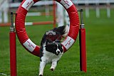 Royal Canin Masters 2025 geldrop