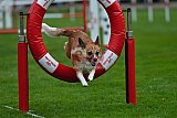 Royal Canin Masters 2025 geldrop
