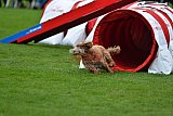 Royal Canin Masters 2025 geldrop
