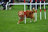 Royal Canin Masters 2025 geldrop