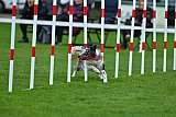 Royal Canin Masters 2025 geldrop