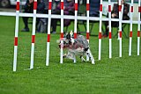 Royal Canin Masters 2025 geldrop