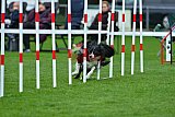 Royal Canin Masters 2025 geldrop
