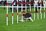 Royal Canin Masters 2025 geldrop
