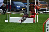 Royal Canin Masters 2025 geldrop