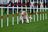 Royal Canin Masters 2025 geldrop
