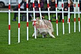 Royal Canin Masters 2025 geldrop
