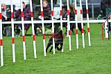 Royal Canin Masters 2025 geldrop