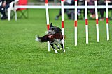 Royal Canin Masters 2025 geldrop