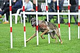 Royal Canin Masters 2025 geldrop