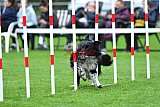Royal Canin Masters 2025 geldrop
