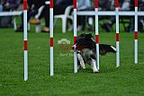 Royal Canin Masters 2025 geldrop