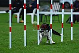 Royal Canin Masters 2025 geldrop