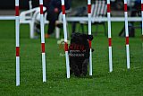 Royal Canin Masters 2025 geldrop