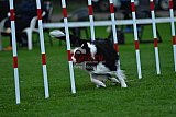 Royal Canin Masters 2025 geldrop